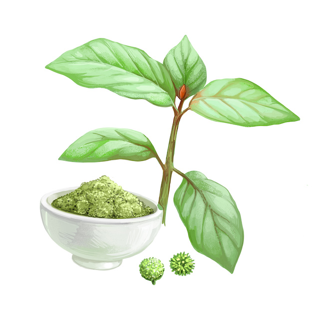 Featured image depicting a graphic designed image of a kratom plant, next to a bowl of kratom powder, used to measure an accurate kratom dosage.