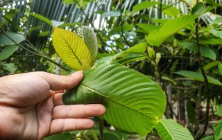 Photographic image of a kratom plant growing in a tropical forest. A human hand is reaching out to touch a leaf from the closest kratom plant.