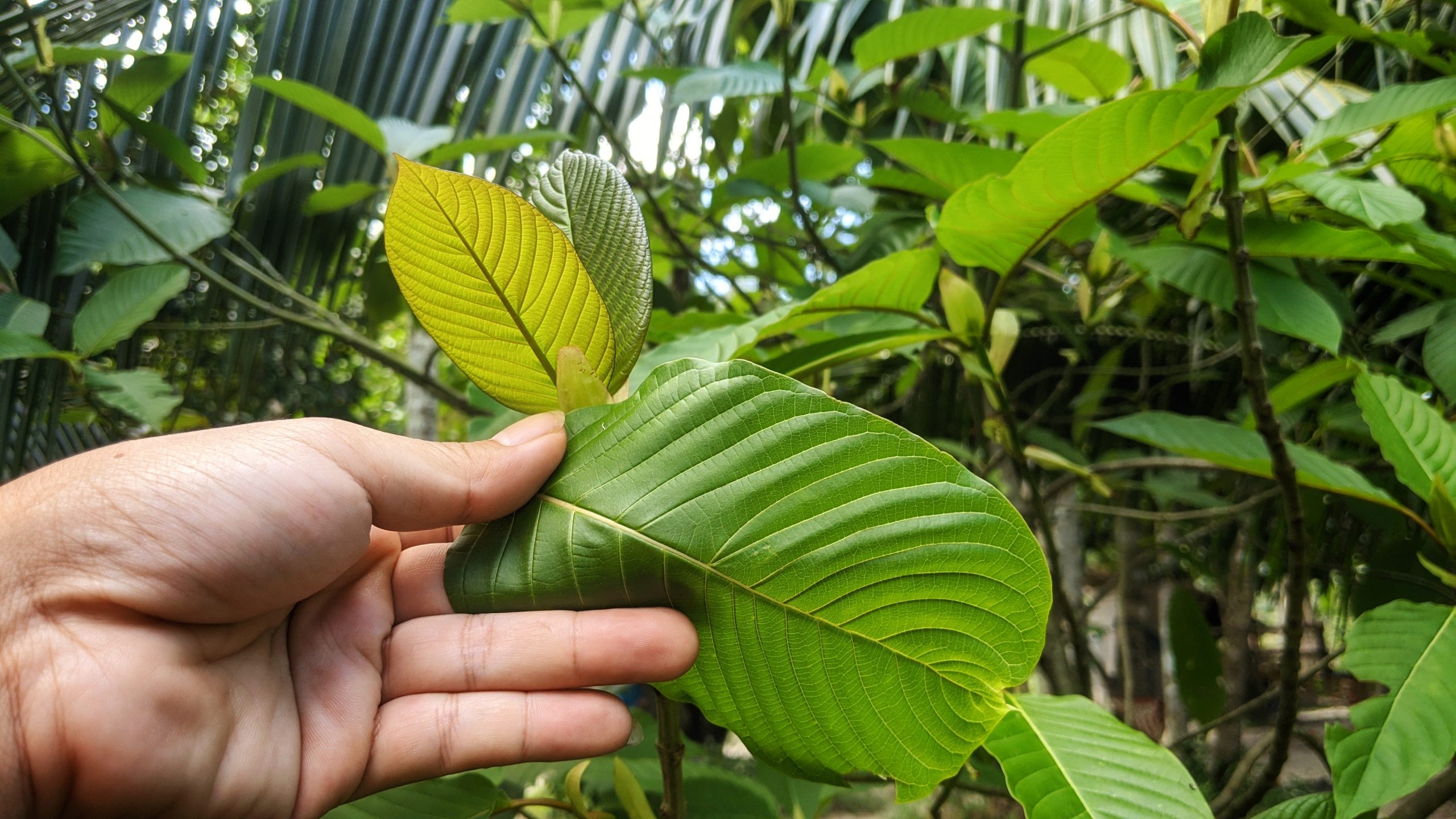 Photographic image of a kratom plant growing in a tropical forest. A human hand is reaching out to touch a leaf from the closest kratom plant.