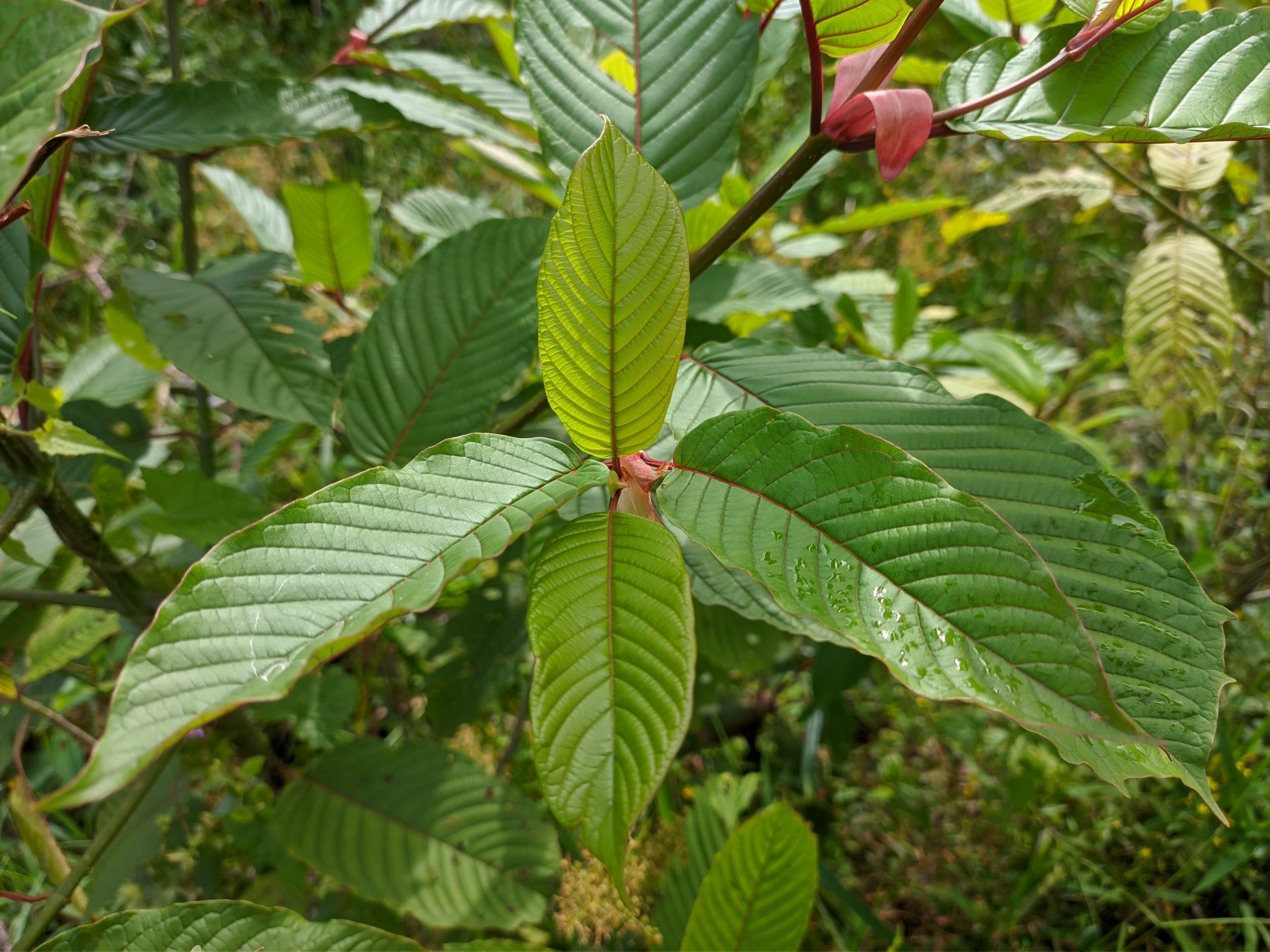 Featured image depicting a close up photograph of a Kratom Tree (mitragyna Speciosa) in the wild.